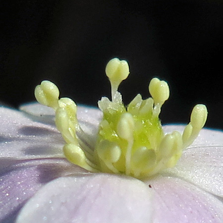 Hepatica americana - Round Lobed Hepatica - Flower close up stamens and carpels/pistils