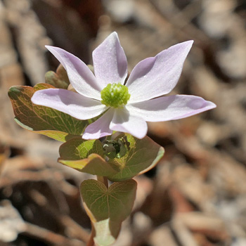 rue anemone