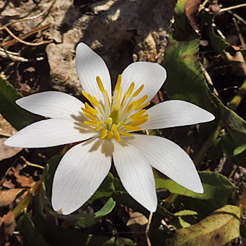 bloodroot sanguinaria canadensis