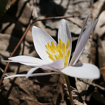 bloodroot sanguinaria canadensis