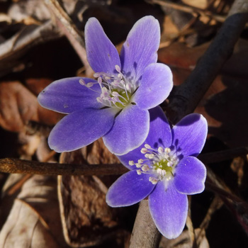 round lobed hepaticas (Anemone americana)