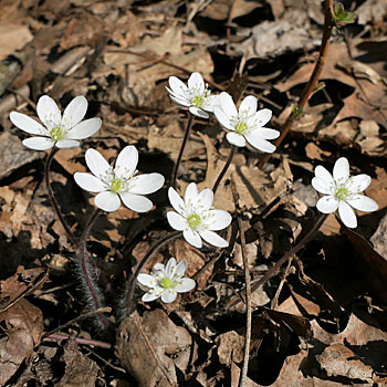 round lobed hepaticas (Anemone americana)