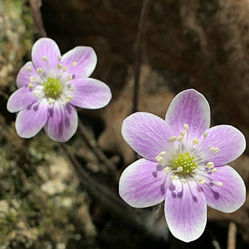 round lobed hepaticas (Anemone americana)