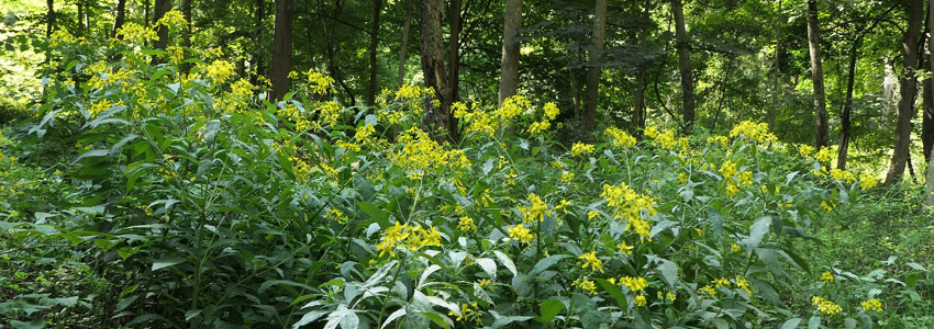 wingstem, Verbesina alternifolia