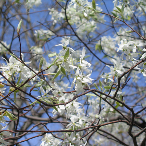 Amelanchier