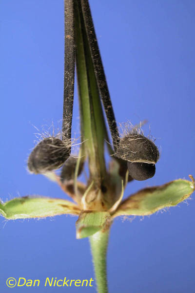 Geranium maculatum - Wild Geranium fruit: Daniel L. Nickrent,PhytoImages,http://www.phytoimages.siu.edu