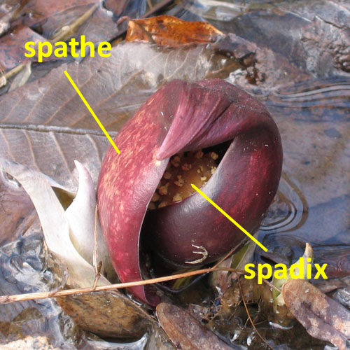 Symplocarpus foetidus - Skunk Cabbage - flower Spathe, Spadix