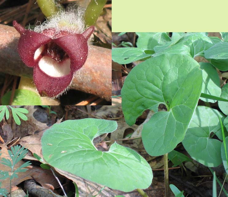 Asarum canadense( Wild Ginger )