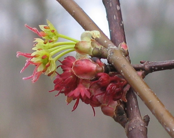 Acer rubrum (Red Maple) Female Flower
