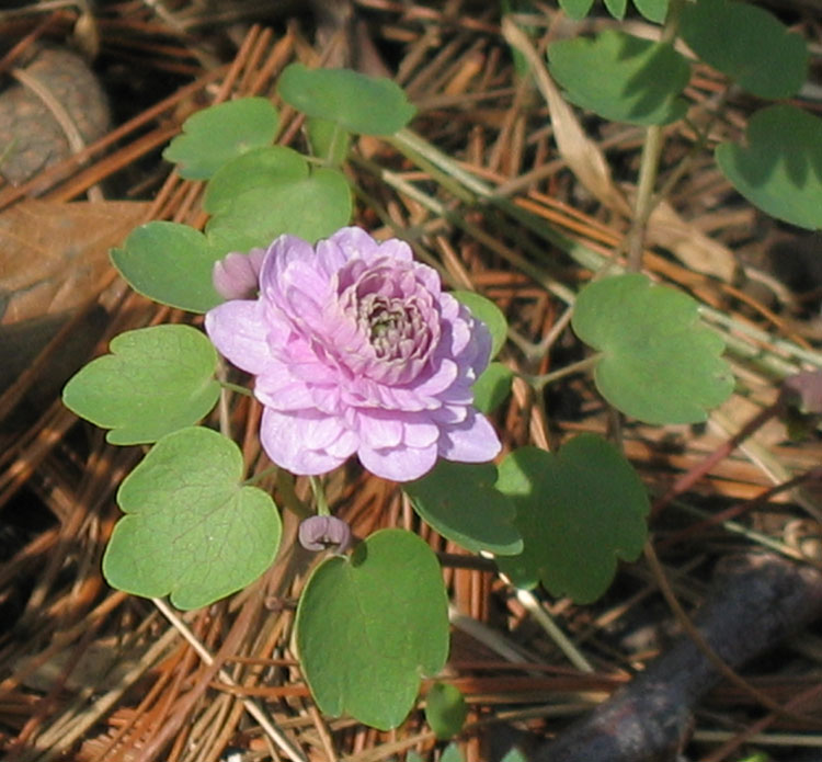 Anemonella thalictroides pink variety( Pink Rue anemone ) Flower