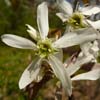 <i>Amelanchier arborea</i> ( Common Serviceberry ) The 5 petaled flowers are about 2 inches across and the petals are slightly twisted so that the flower is not flat