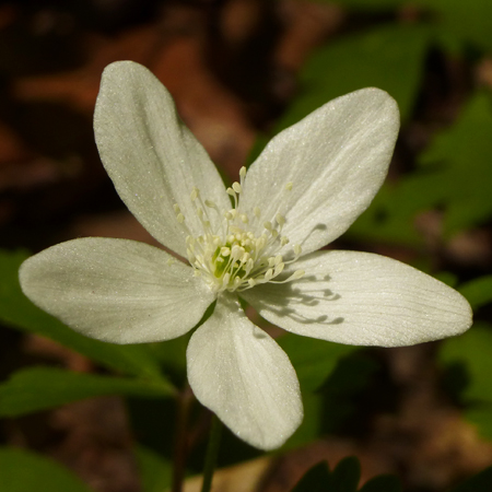 Anemone quinquefolia - Wood Anemone - Flowers