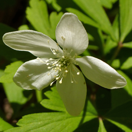 Anemone quinquefolia - Wood Anemone - Flowers