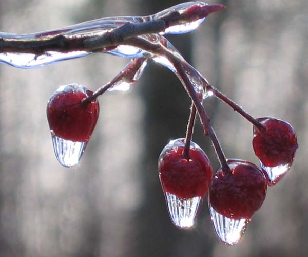 Aronia arbutifolia (Chokeberry)