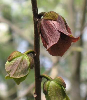 Asimina triloba(Pawpaw) - www.AwesomeNativePlants.info