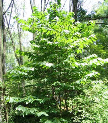 Asimina triloba(Pawpaw) - www.AwesomeNativePlants.info