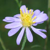 <i>Symphyotrichum dumosum (Aster dumosum)</i> ( Bushy Aster )