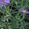 <i>Symphyotrichum novae-angliae (Aster novae-angliae)</i> ( New England Aster )