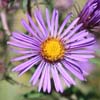 <i>Symphyotrichum novae-angliae (Aster novae-angliae)</i> ( New England Aster )