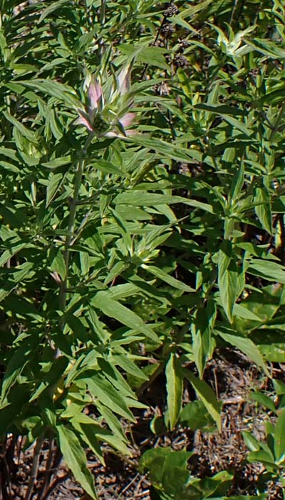 Monarda punctata - Eastern horsemint - plant