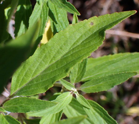 Monarda punctata - Eastern horsemint - leaves