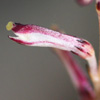 <i>Epifagus virginiana</i> ( Beechdrops ) 