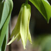 <i>Uvularia perfoliata</i> ( Bellflower ) - Flower is about one inch long