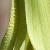 <i>Uvularia perfoliata</i> ( Bellflower ) - Notice the bumps on the inner side of the petals and along the edges.  This differentiates this species from <i>U. grandiflora</i> which also has perfoliate leaves.