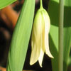 <i>Uvularia sessilifolia</i> ( Wild Oats ) - The flowers are about 1 inch long.  Note the sessile leaves.