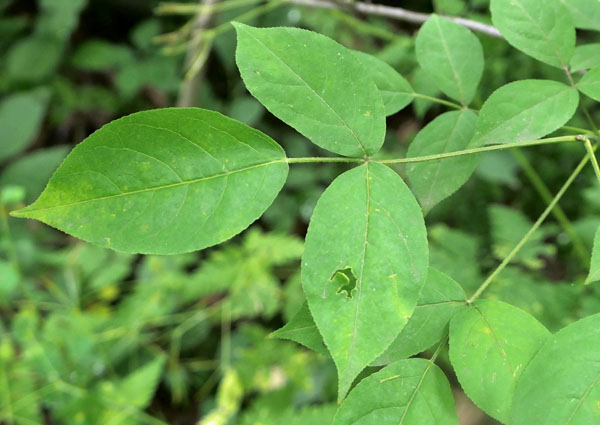 Staphylea trifolia - bladdernut - compound leaf