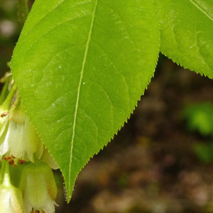 Staphylea trifolia - bladdernut -  leaves