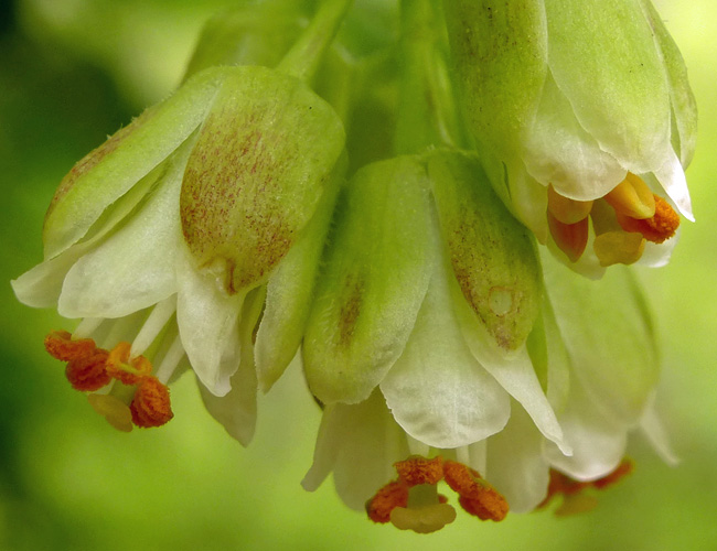 Staphylea trifolia - bladdernut - flower - close up