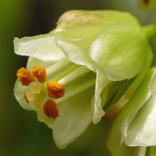 Staphylea trifolia - bladdernut - flower - close up