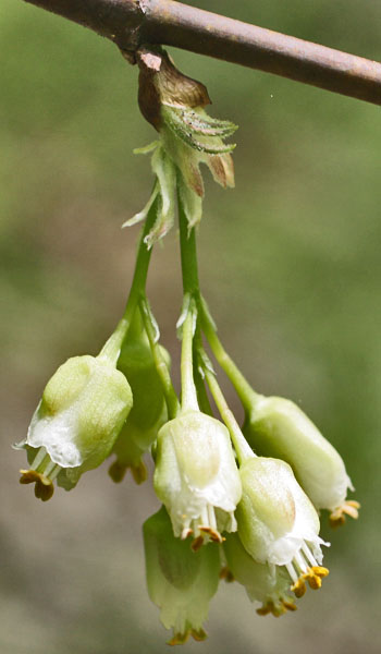 Staphylea trifolia - bladdernut - inflorescence