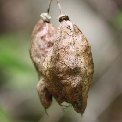 Staphylea trifolia - bladdernut - Fruit 