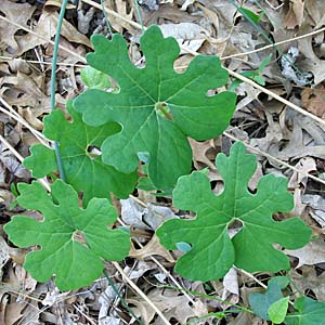 Sanguinaria canadensis - Bloodroot, basal leaves 