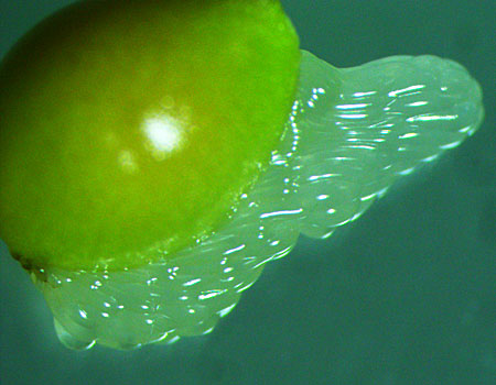 Sanguinaria canadensis - Bloodroot -  closeup seed with elaiosome