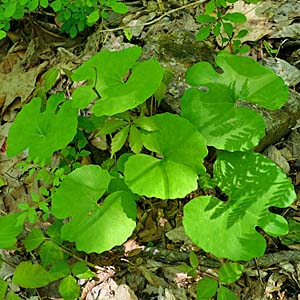 Sanguinaria canadensis - Bloodroot, basal leaves