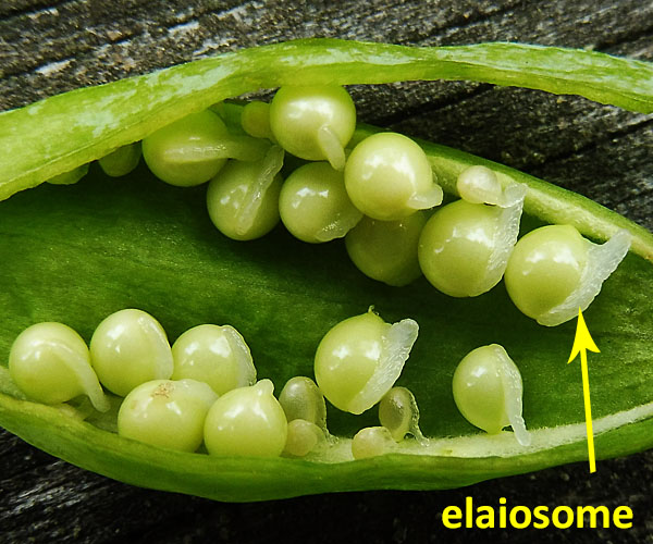 Sanguinaria canadensis - Bloodroot -  seeds with elaiosomes