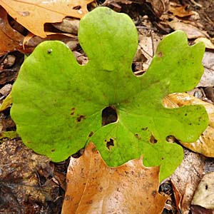 Sanguinaria canadensis - Bloodroot, basal  leaves 