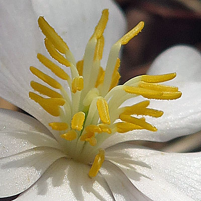 Sanguinaria canadensis - Bloodroot - Flower - anthers bend away from stigma