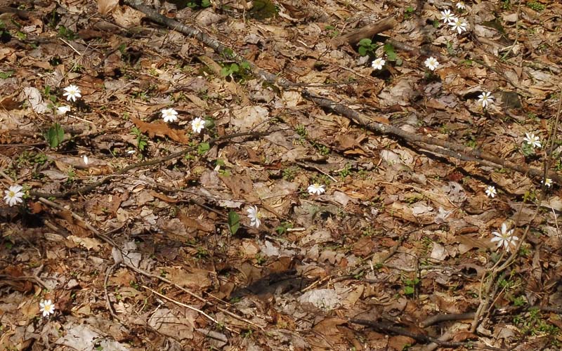 bloodroot in the woods