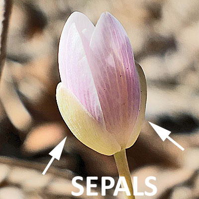 Sanguinaria canadensis - Bloodroot - Flower - no sepals