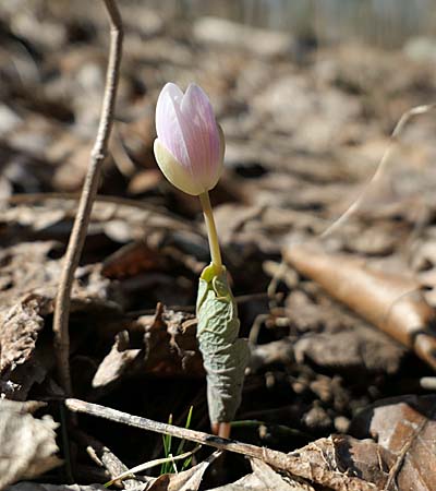 Sanguinaria canadensis - Bloodroot, plant, basal leaves 