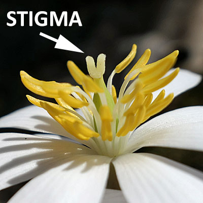 Sanguinaria canadensis - Bloodroot - Flower - stigma clearly seen