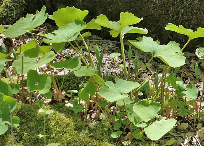 Sanguinaria canadensis - Bloodroot, fruit, basal  leaves 