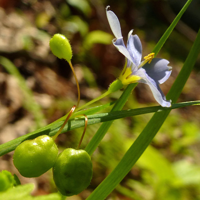 Sisyrinchium angustifolium - Blue-eyed grass - Flowers
