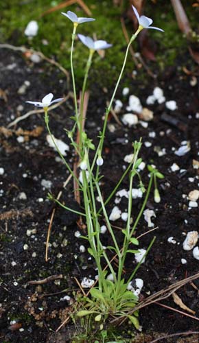 <i>Houstonia caerulea</i> ( Bluet ) plant