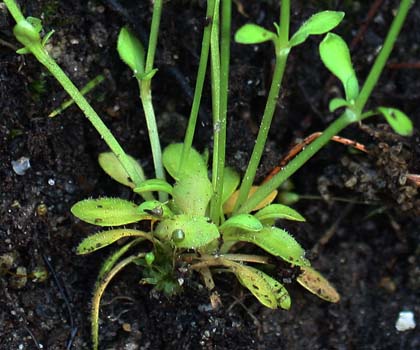 <i>Houstonia caerulea</i> ( Bluet ) lower leaves 