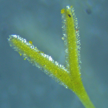 <i>Houstonia caerulea</i> ( Bluet ) flower type with long style and short stamen, closeup of stigma and style